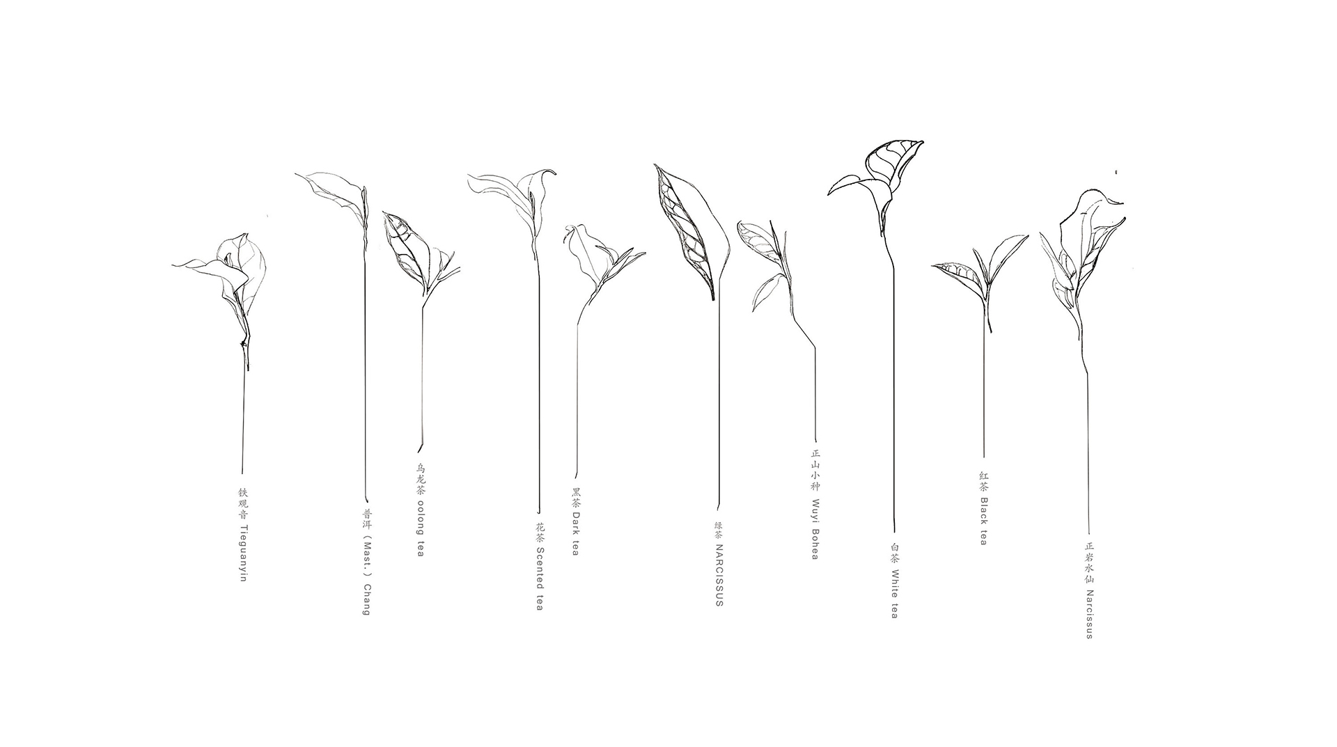 开济茶品LOGO设计案例